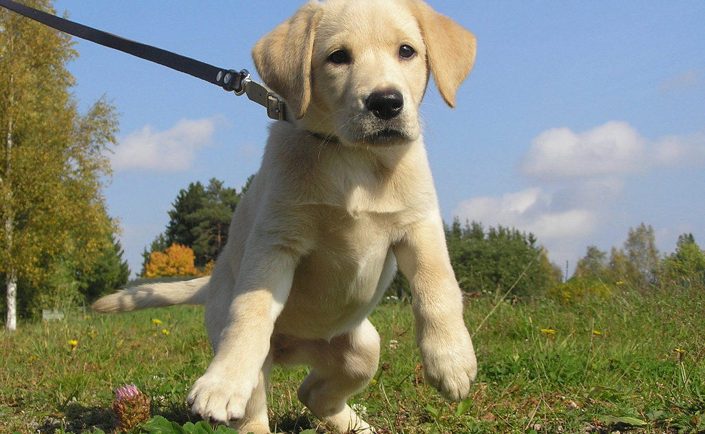 Puppy Coaching